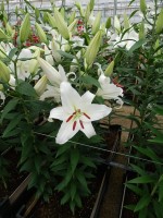 [5317 Monteneu VWS No01.JPG]